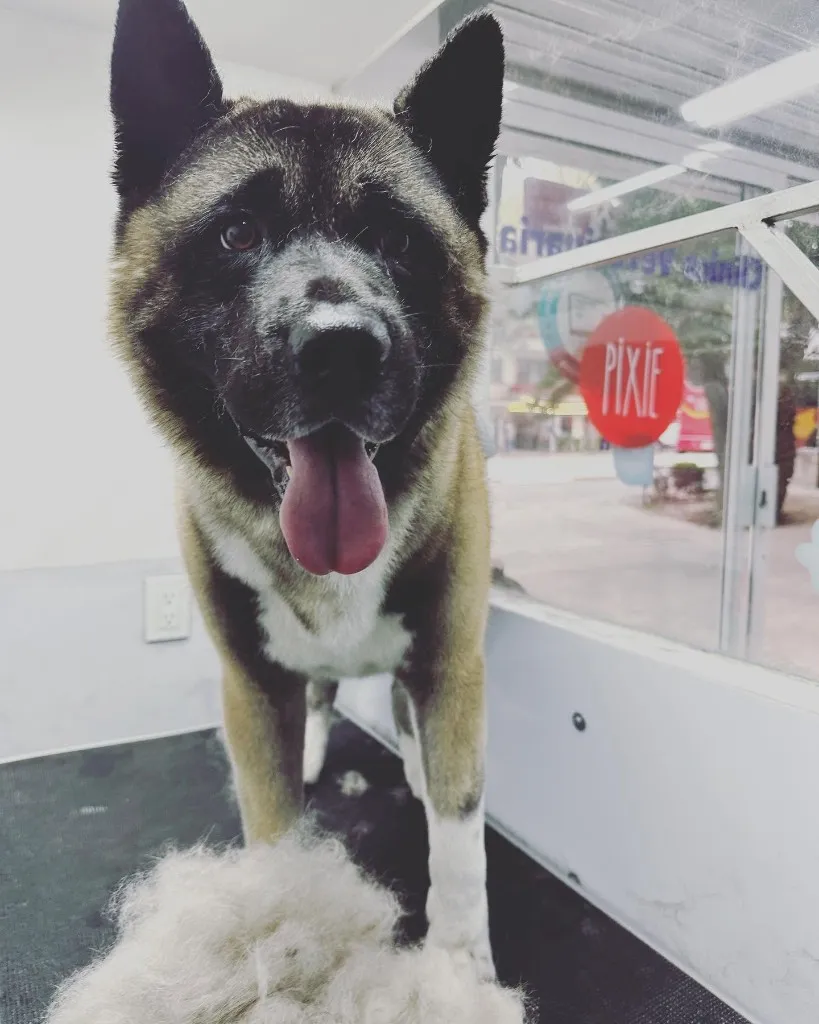 Perro tipo akita sobre mesa de estética, con pelo recién cepillado.