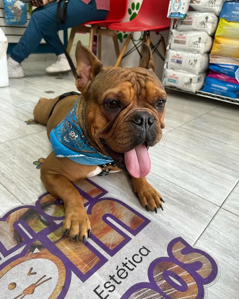 Bulldog francés sobre el piso de estética de Animal Zoom.