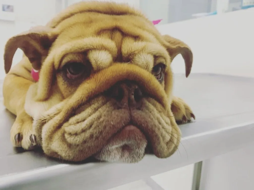 Cachorro bulldog sobre la mesa de exploración.