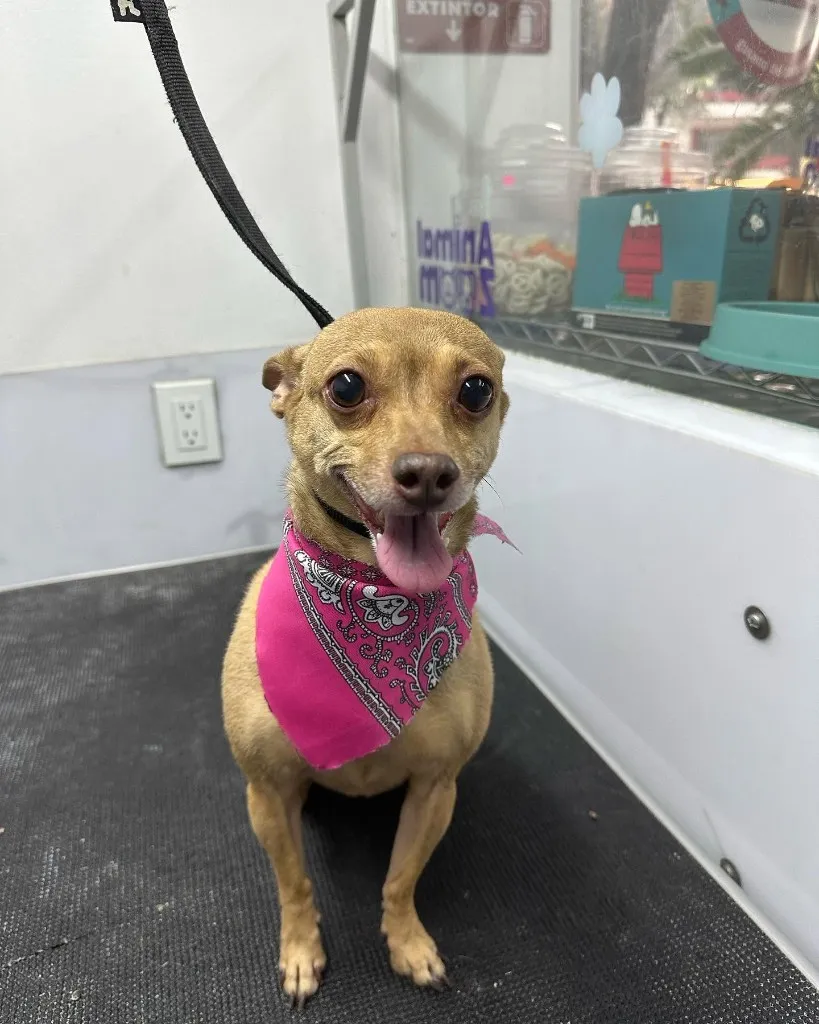 Chihuahua con pañoleta rosa en estética de Animal Zoom.