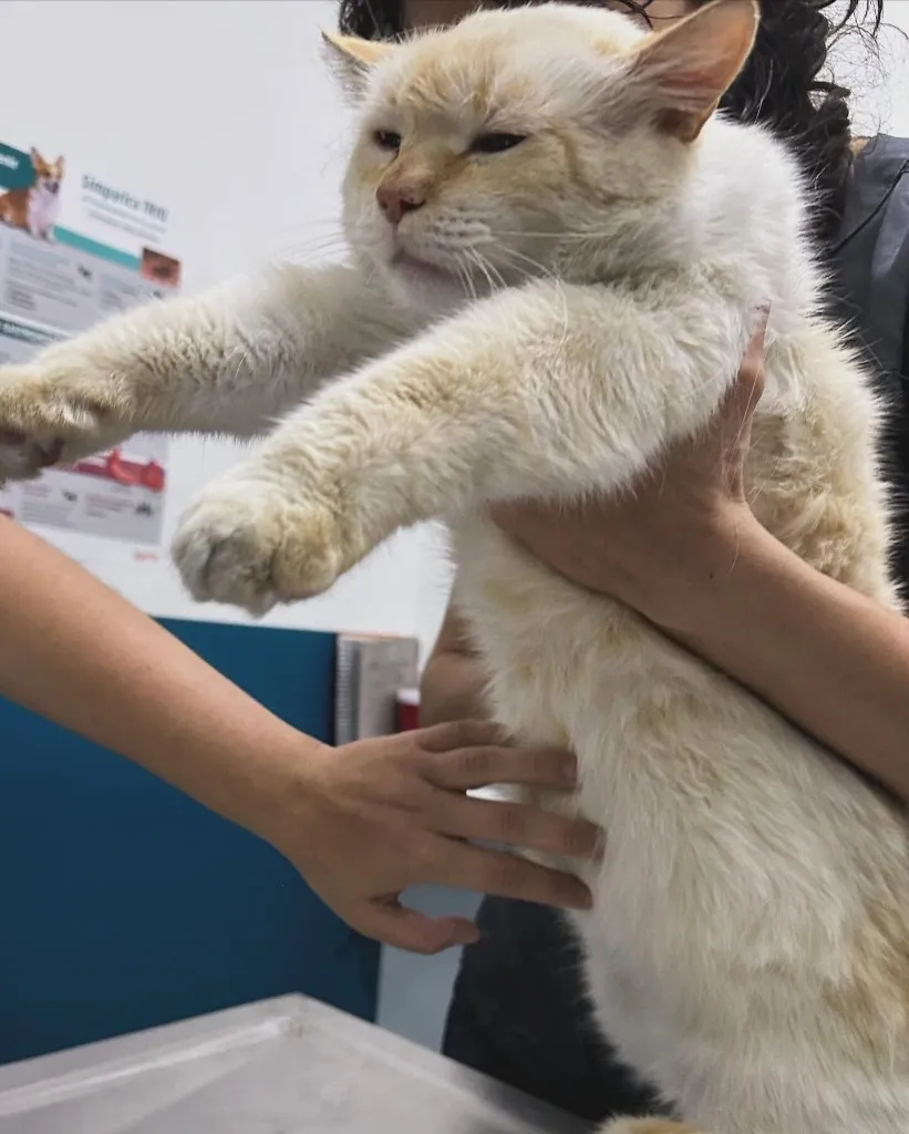 Gato crema en brazos durante una consulta en Animal Zoom.