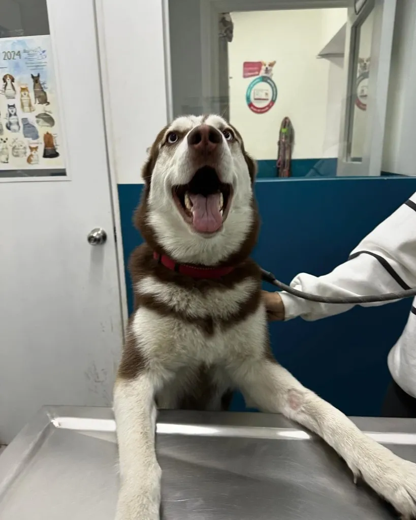 Husky sobre la mesa de exploración, con expresión alegre.