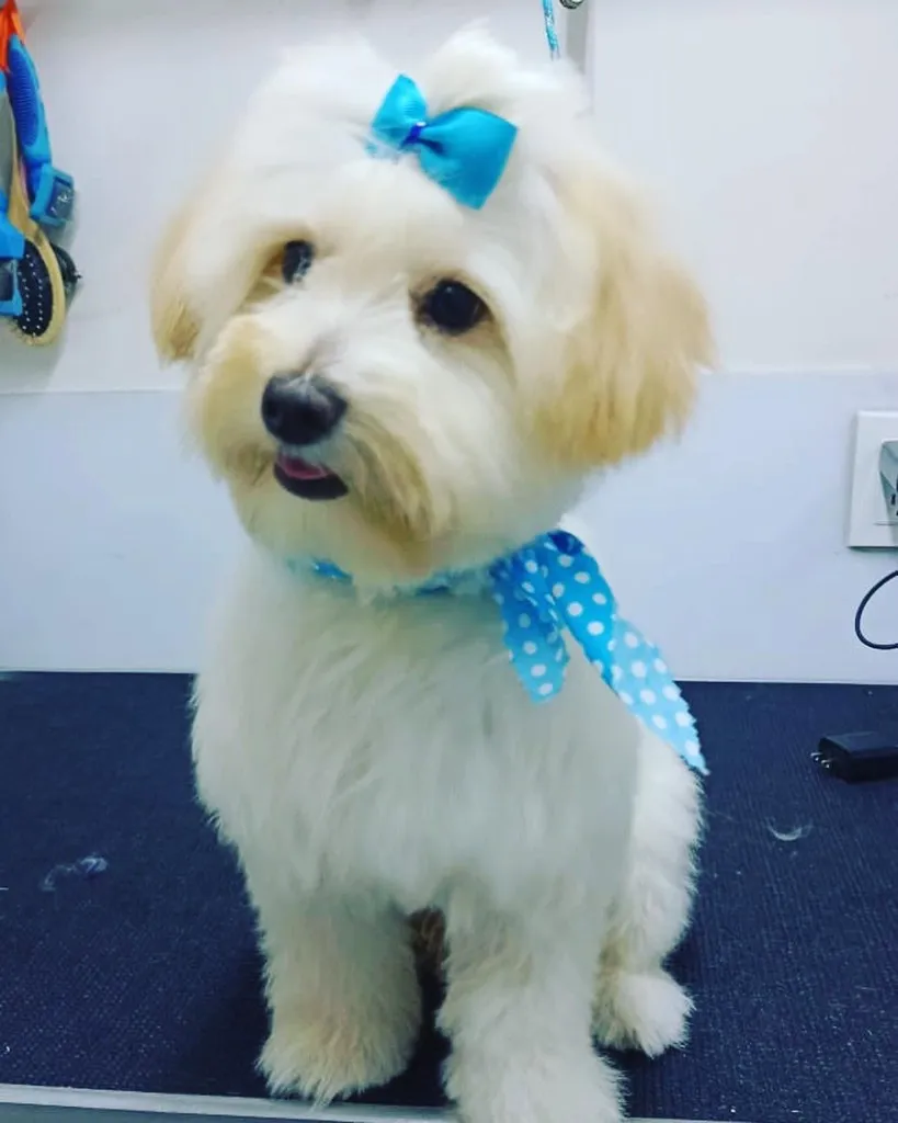 Perro de pelo blanco con moño y pañoleta después de estética.