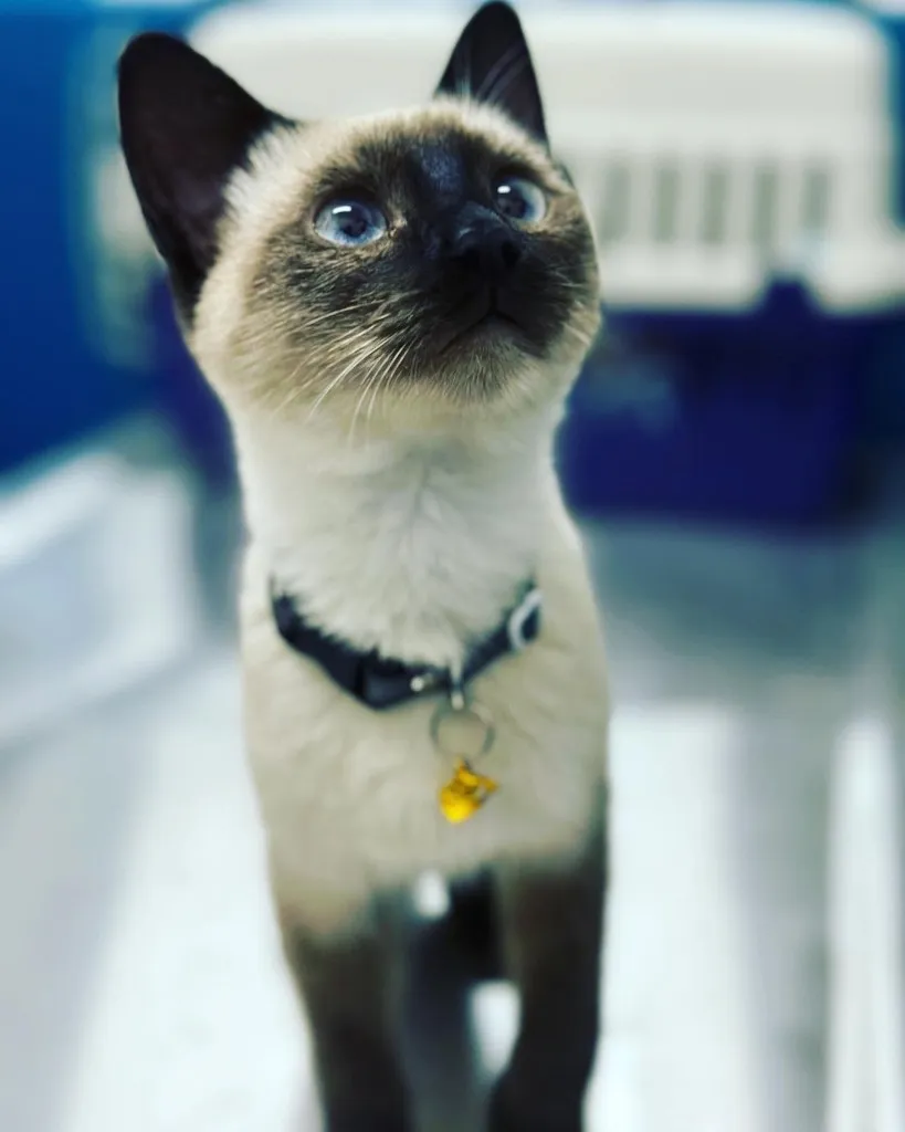 Gatito siamés sobre una superficie de consulta.