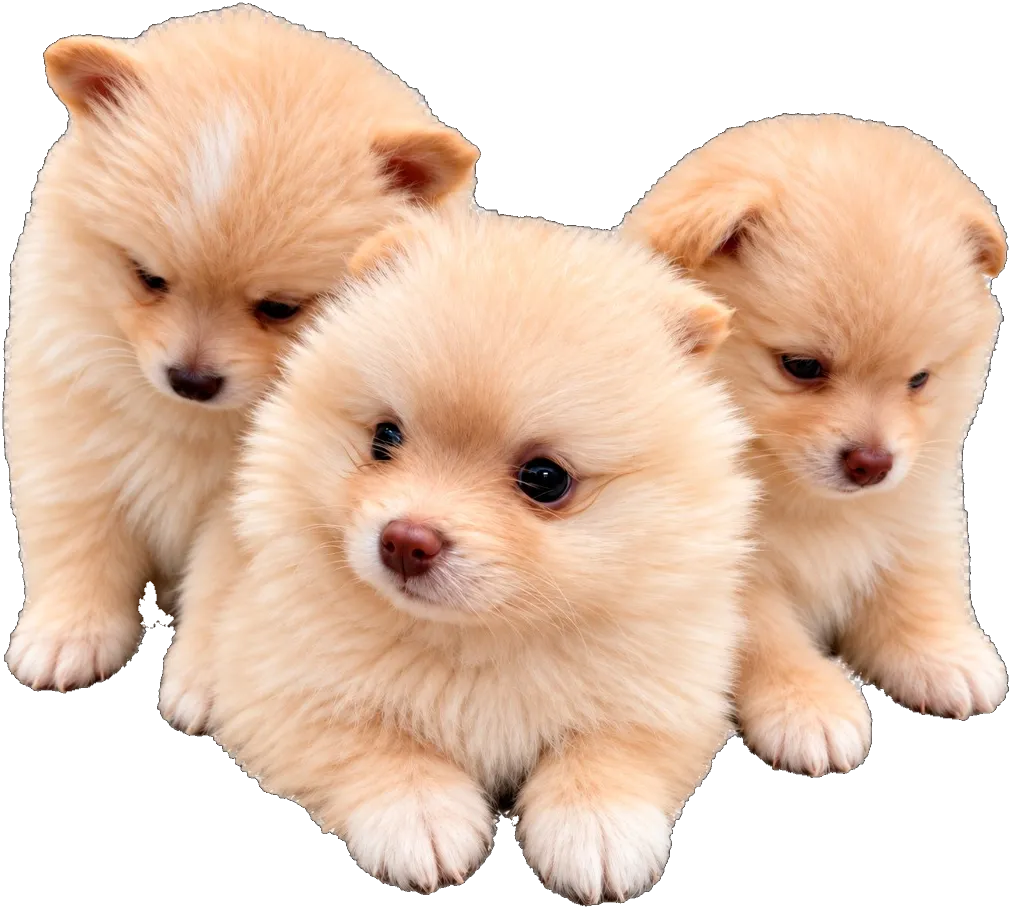 Tres cachorros Pomerania recostados juntos.